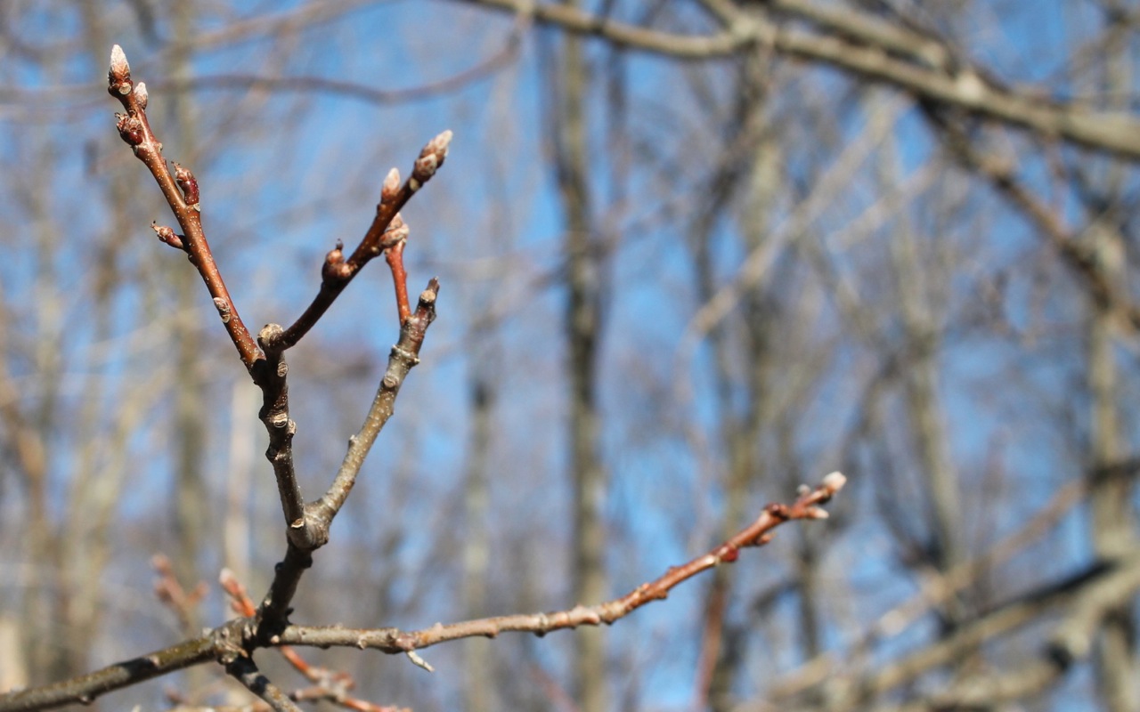 Signs of Spring in northern Michigan